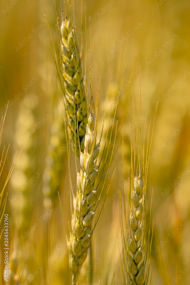 Obraz premium Wheat field shows soft green background. Wheat spikelets grow in fertile farmland. Young wheat supports organic farming. Natural wheat crop fits agriculture.