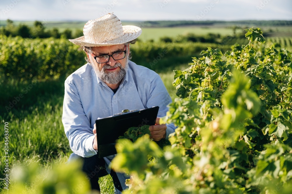 Fototapeta premium Senior man with glasses and straw hat inspects grapevines while holding a clipboard in a lush vineyard under a clear sky during daytime