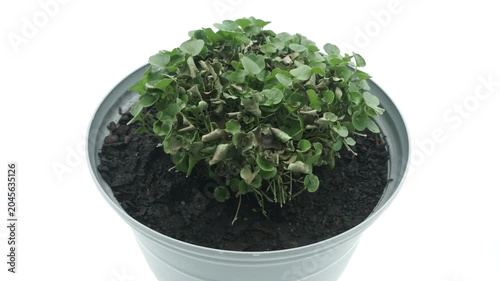 Timelapse video of a potted plant wilting and dying