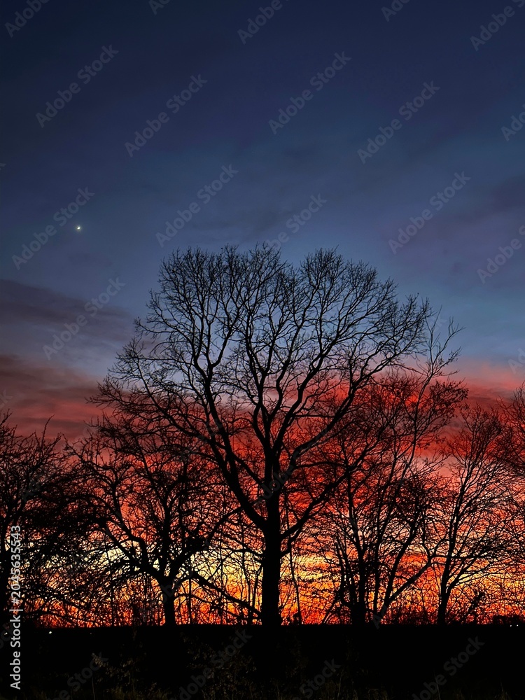 Fototapeta premium sunset, tree, sky, clouds, silhouette, landscape, sun, nature, trees, evening, winter, red, blue, dusk, sunrise, cloud, autumn, orange, night, light