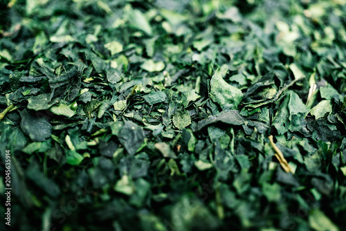 Macro texture of dried green tea