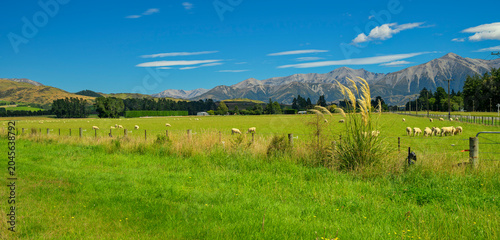 Cuadro en lienzo Sheep grazing in canterbury farmland with mountains