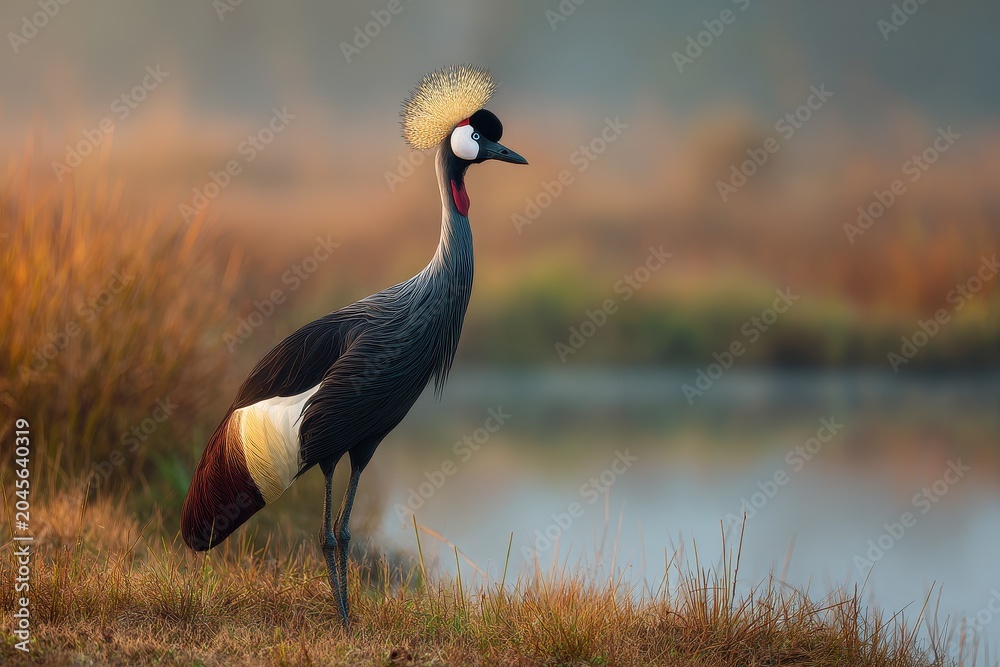 Fototapeta premium Graceful lone crane with glossy plumage in a peaceful marsh scene