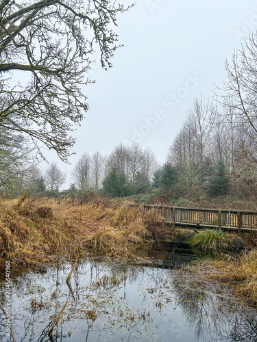 Mystic Wetland Scene in Washington