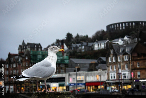 Bild auf Leinwand Seagull close up view in port of Oban, Scotland