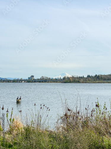 Mount Rainier view from Union Bay
