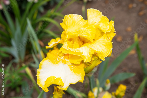 Close-up of yellow bearded iris