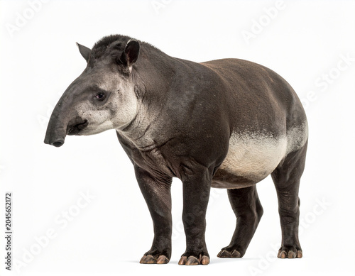 Tapir