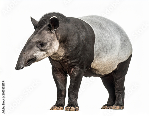 Tapir