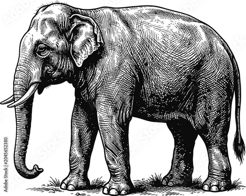 A vintage illustration of a large Asian elephant in profile view, rendered as a detailed black and white sketch. Features prominent tusks and a curved trunk, standing on grassy ground.