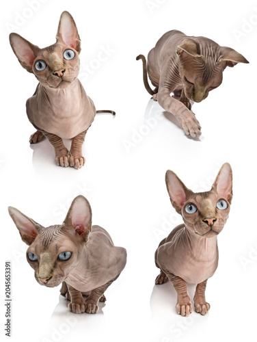 Canvastavla Sphynx cat isolated on white background