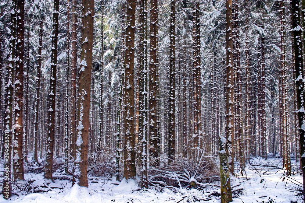 Fototapeta premium Winterwald