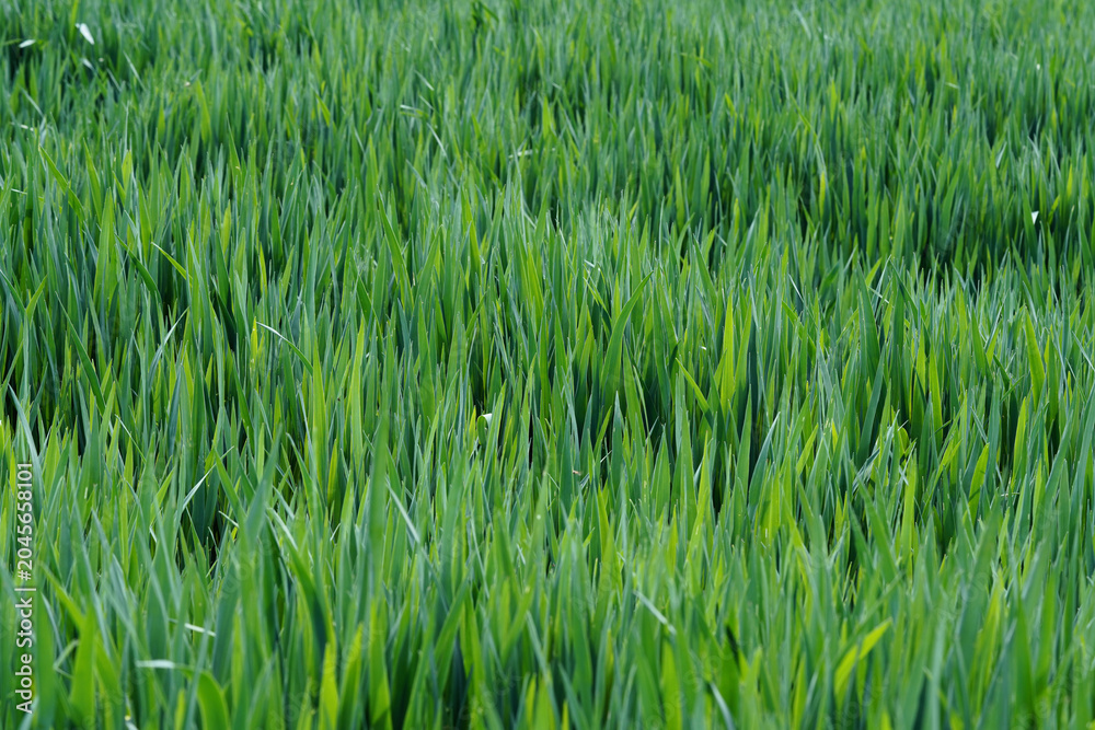 Fototapeta premium Fresh green grass grows in a field under bright sunlight during a sunny day in spring