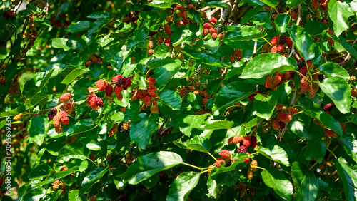Sunny June.Ripening red mulberry berries on green summer branch