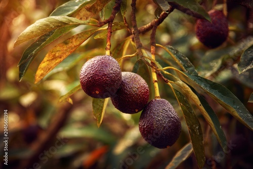 Avocado tree with dark bumpy fruits, subtropical luxury harvest, gourmet agricultural concept