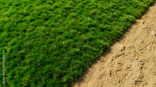 Perfectly Maintained Green Lawn And Dry Soil Top View