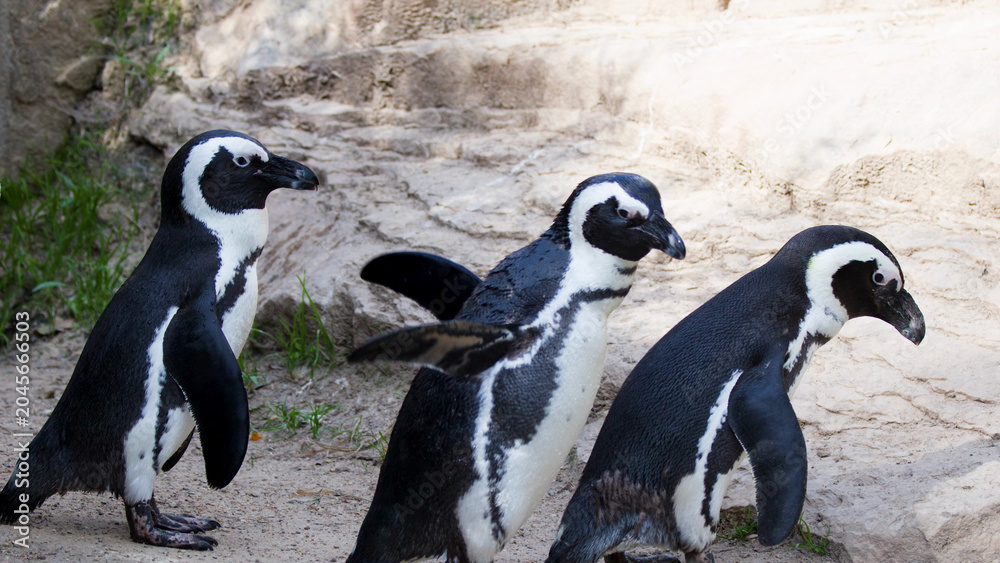 Obraz premium Three African Penguins Walking Together on Sandy Ground in Zoo
