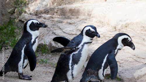 Canvastavla Three African Penguins Walking Together on Sandy Ground in Zoo