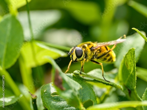 Bilde på lerret Myathropa florea - the Yellow-haired Sun Fly or the Batman hoverfly