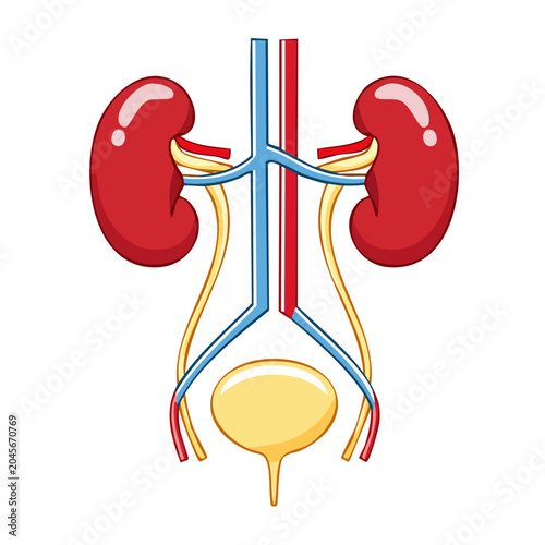 Human Urinary System Anatomy Illustration