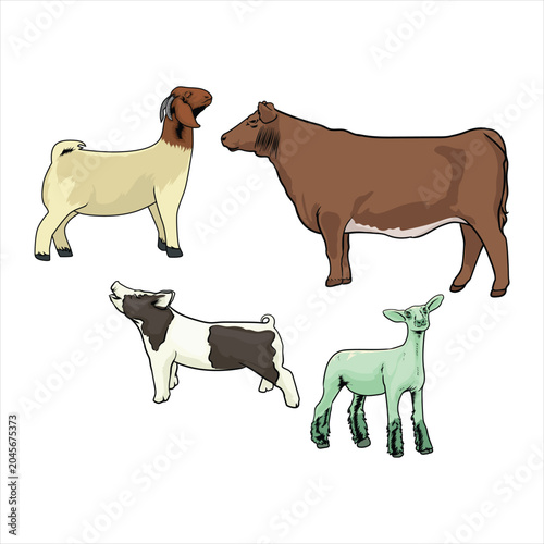 various livestock for livestock shows
