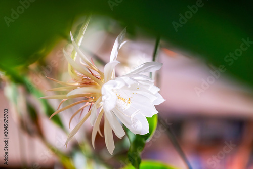 The Queen of the Night cactus flower glows in soft daylight, unfolding its silky petals in full bloom. A rare botanical spectacle captured in an intimate and dreamy atmosphere