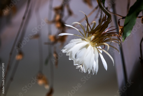 A luminous Queen of the Night flower hangs in darkness with delicate white petals glowing against a shadowed background capturing a rare and fleeting nocturnal bloom