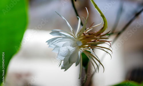 White night blooming cactus flower with delicate petals and soft light, shallow depth of field creating a calm natural mood symbolizing purity, fragility and quiet beauty