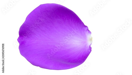 Vibrant purple petal, delicately textured, lying isolated against a clean white background