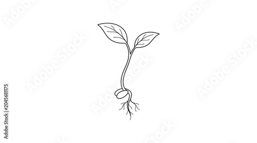 Line drawing of a small plant with roots and two leaves on a white background.