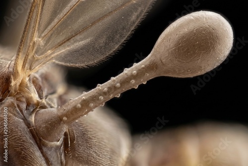 Extreme microscopic detail of Strepsiptera male pseudohaltere modified wing structure
