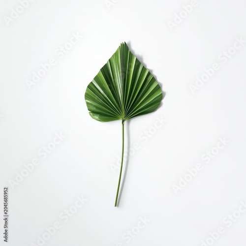 Green Palm Leaf Placed on Plain Background With Clear Structure and Lines