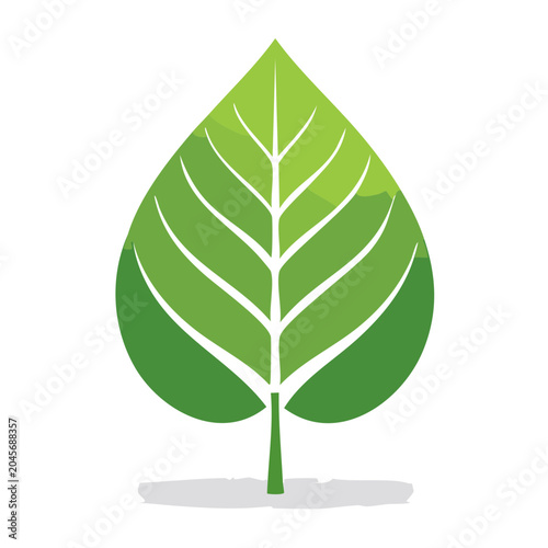 Green leaf illustration with white veins on white background