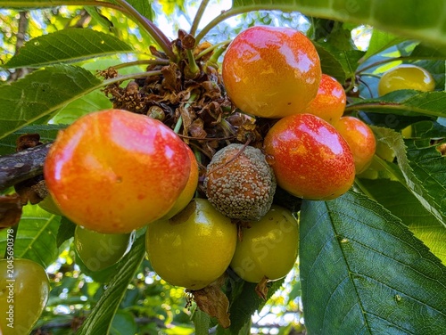 Rotten Sweet Cherry with Grey Mold Among Ripening Berries