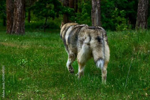 Leaving ending.Laika wolf takes a trail in dark forest