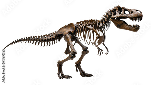 Tyrannosaurus Rex skeleton fossil, full body view