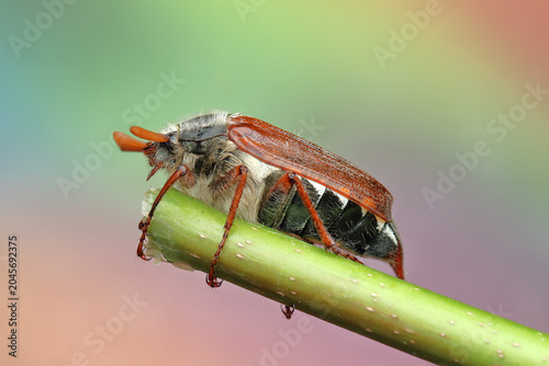 Tablou pe pânză May beetle insect on a stick