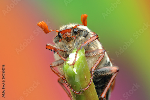 Foto May beetle insect on a stick
