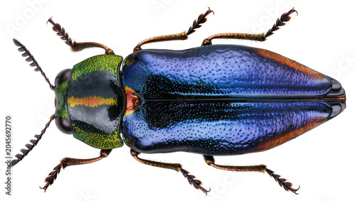 Billede på lærred Iridescent metallic jewel beetle with blue green, and orange markings