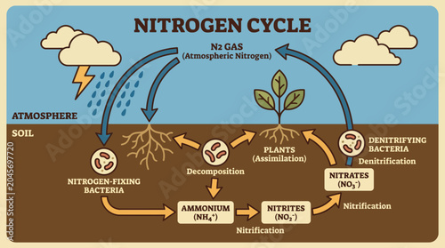 Photography Nitrogen Cycle in Soil and Atmosphere