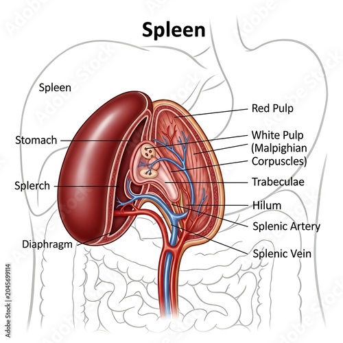 Anatomy of human spleen organ.