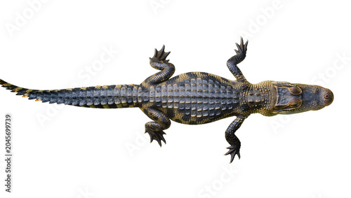 Foto Alligator top view with textured scales and yellow markings