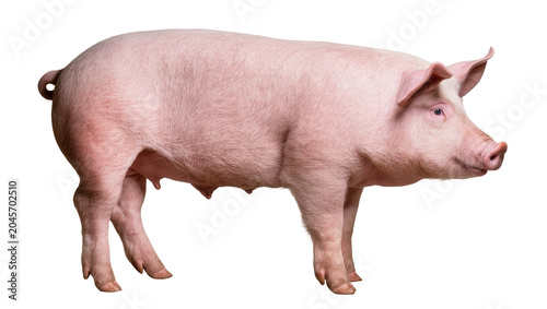 Bild auf Leinwand Pink pig standing profile view