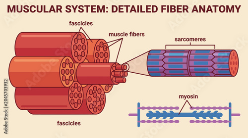 Photos Muscular System Detailed Fiber Anatomy