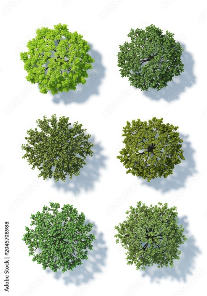 Obraz premium Set of Six Top View Trees with Shadows for Architectural Visualization and Landscape Design Planning on White Background