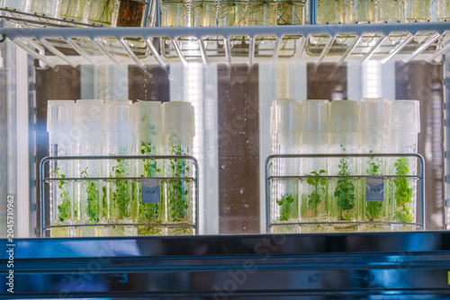 Plant culture. Plants in culture inside test tubes.植物の培養。試験管に入った培養中の植物。