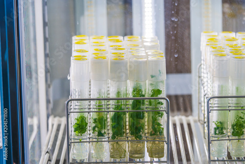 Plant culture. Plants in culture inside test tubes.植物の培養。試験管に入った培養中の植物。