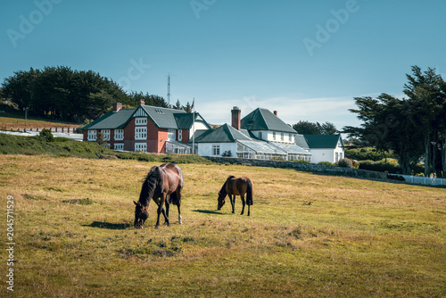 Obraz na plátně Day picture of the government house with meadow and horses in the foreground in Port Stanley, Falkland Islands, the British overseas territory