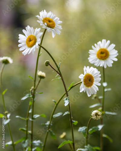 Obraz na płótnie Nahaufnahme weißer Margeriten mit weichem Bokeh im Sommergarten