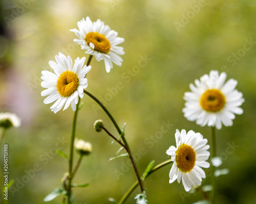 Obraz na płótnie Nahaufnahme weißer Margeriten mit weichem Bokeh im Sommergarten